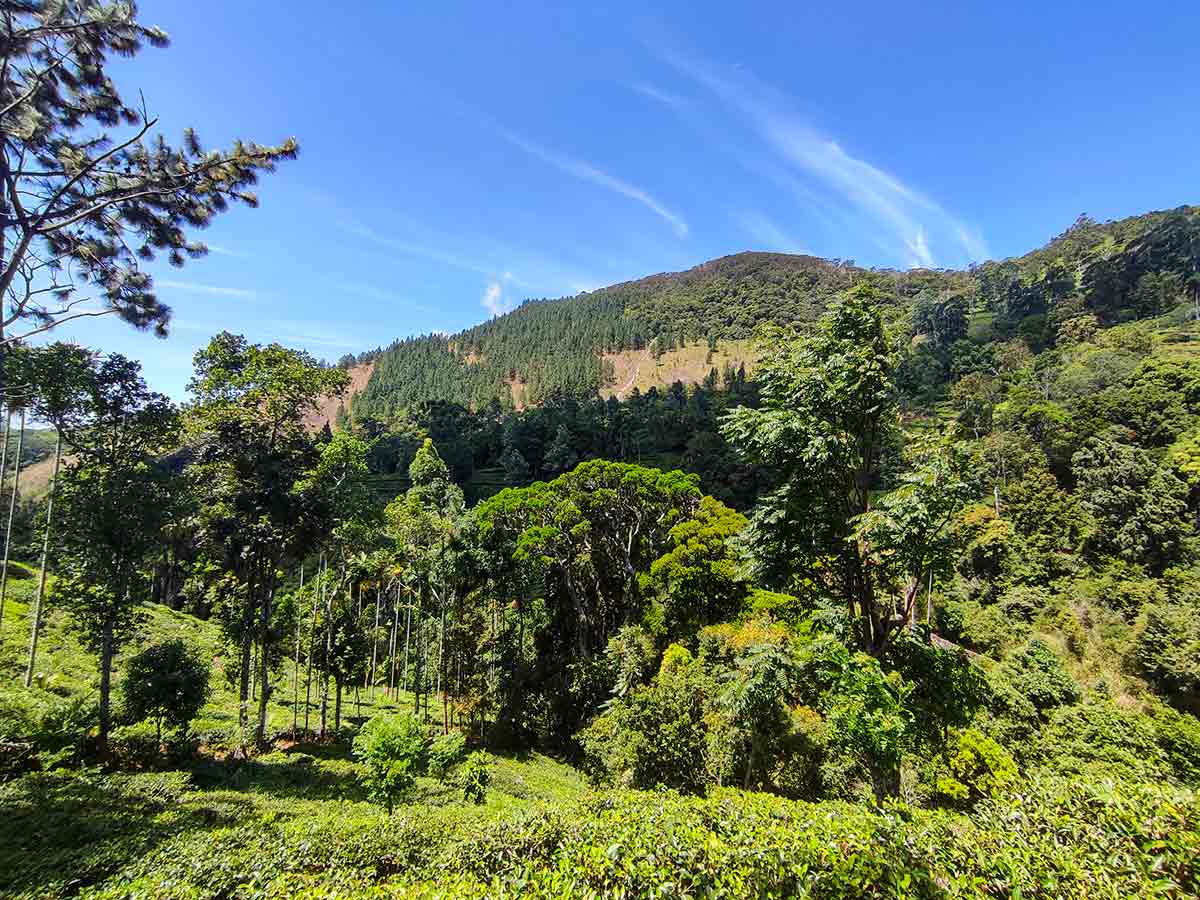 Hawagala hiking trail through forest and open terrain
