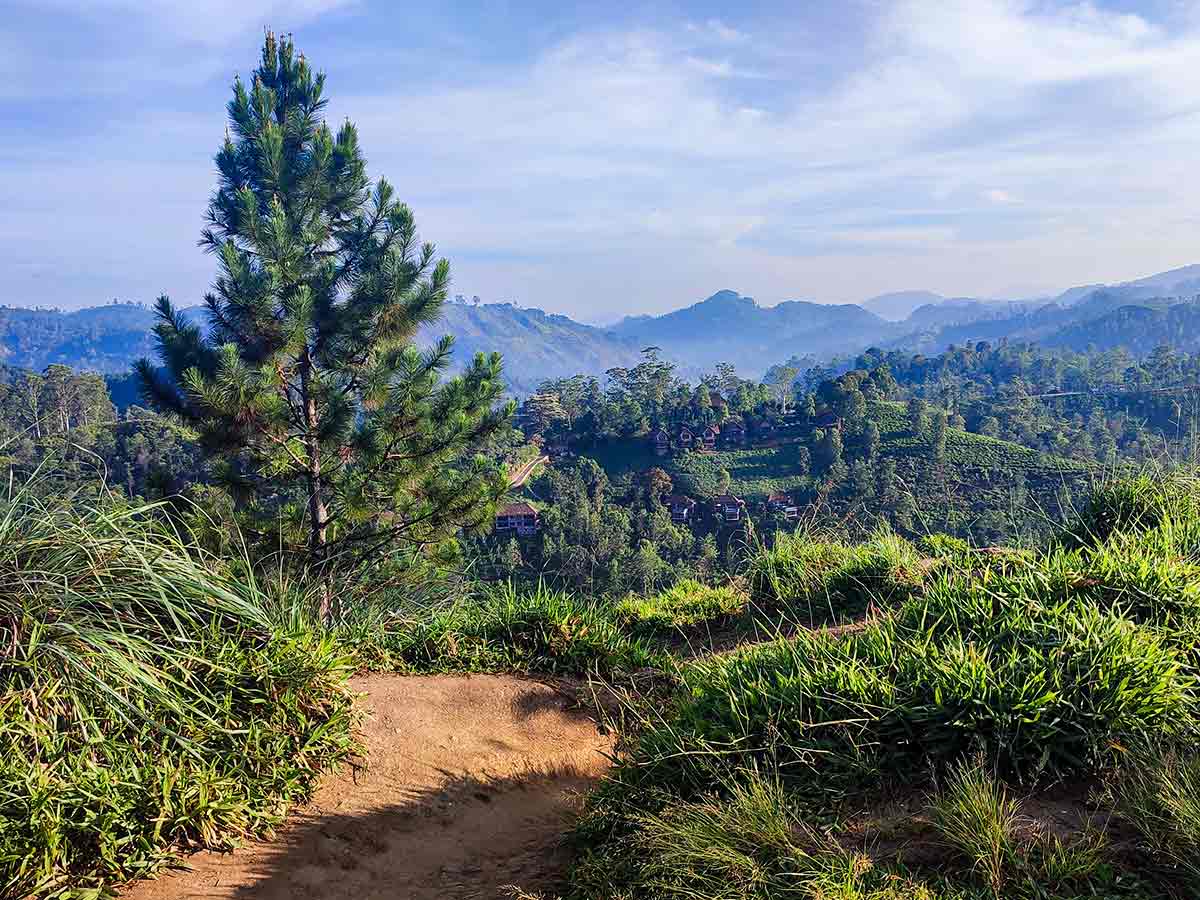 Trail through tea plantations to Little Adam's Peak