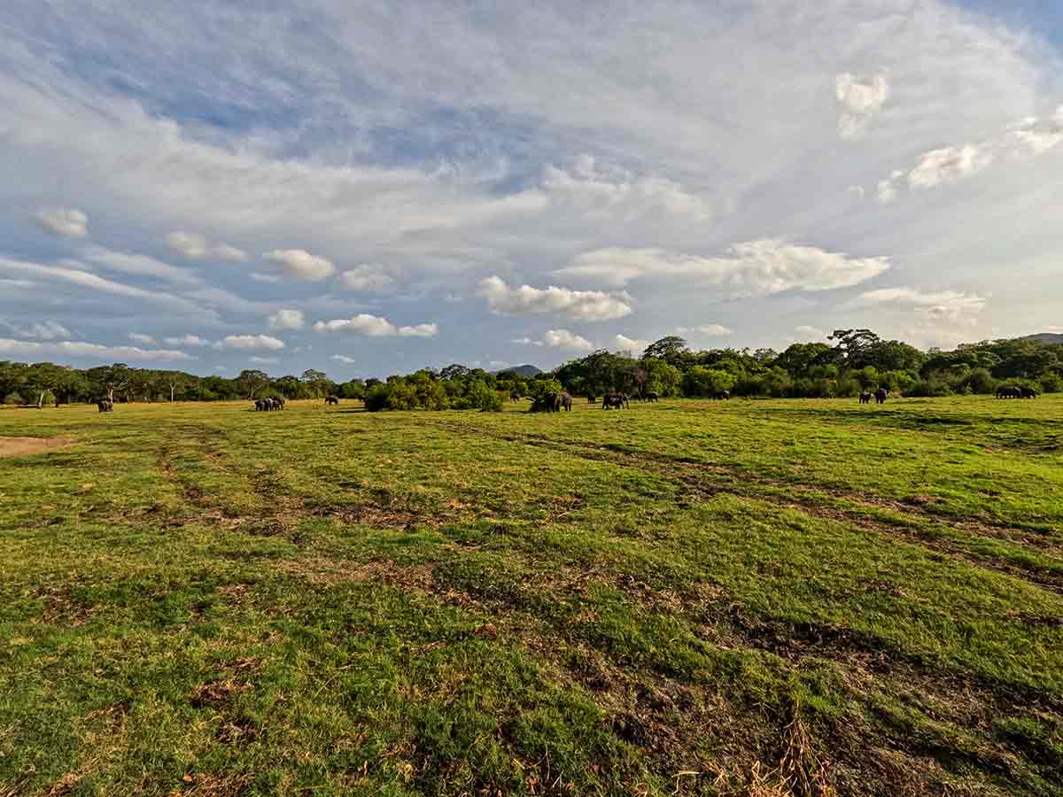 Minneriya national park