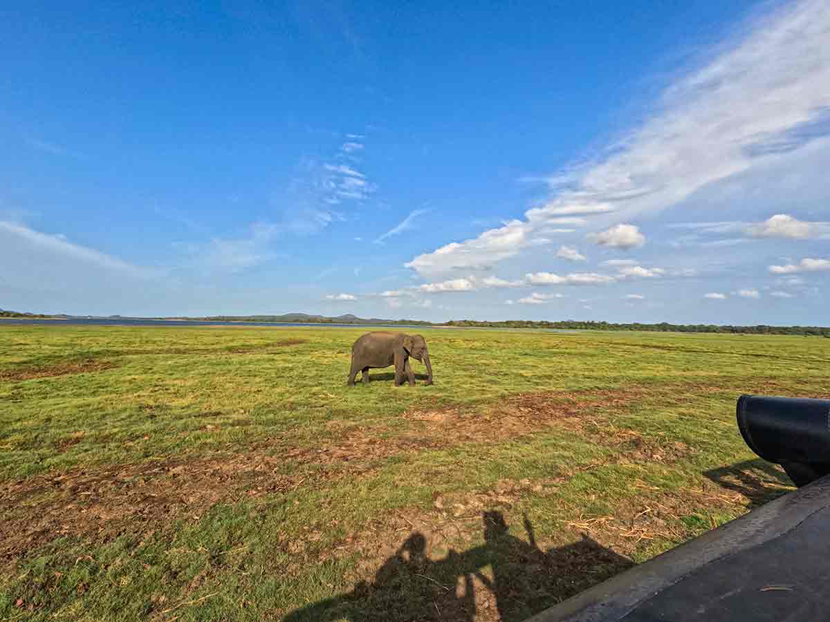 Minneriya national park