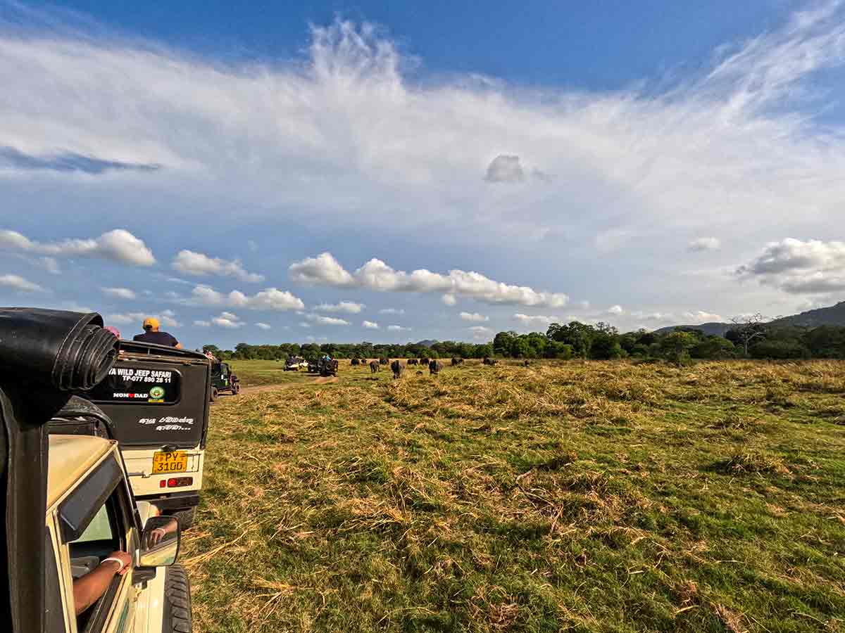 Minneriya national park