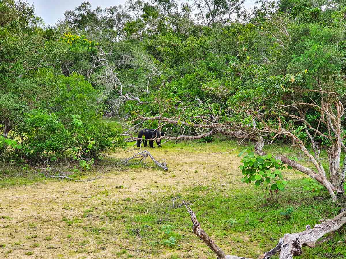 Wilpattu national park