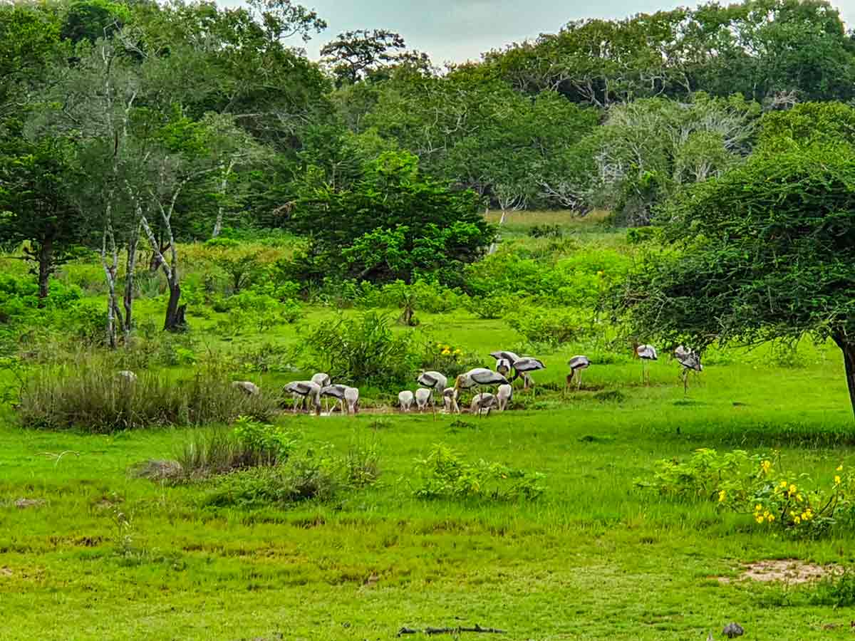 Wilpattu national park
