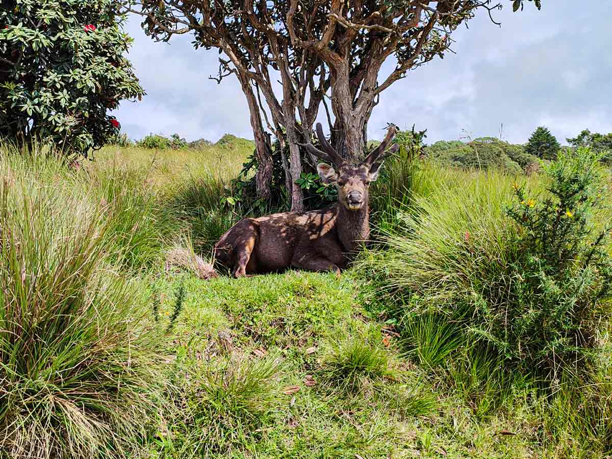 Horton Plains Trail showing montane cloud forest and patana grassland