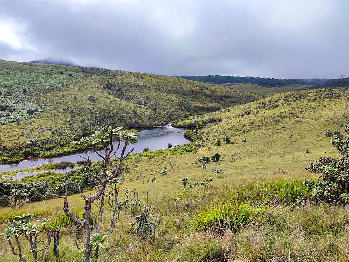 Horton Plains Trail showing montane cloud forest and patana grassland